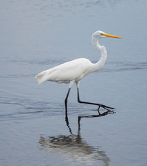 Great Egret Walk