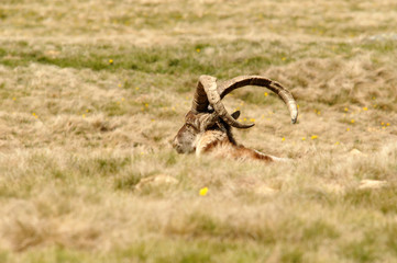 macho montés descansando en el campo