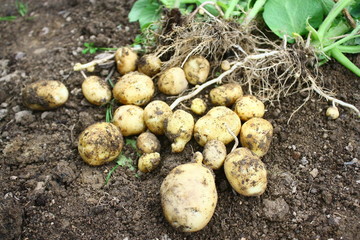 récolte de pomme de terre nouvelles