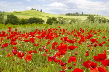 printemps en Toscane, paysage de coquelicots