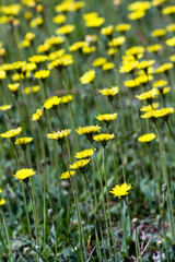Obraz premium Dandelions in meadow