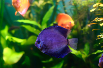 Fototapeta na wymiar Blue discus fish