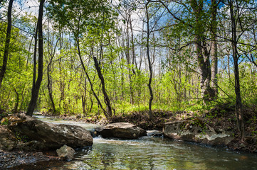 summer landscape with a stream in the forest