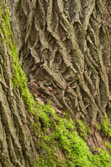 Baumrinde mit Moos