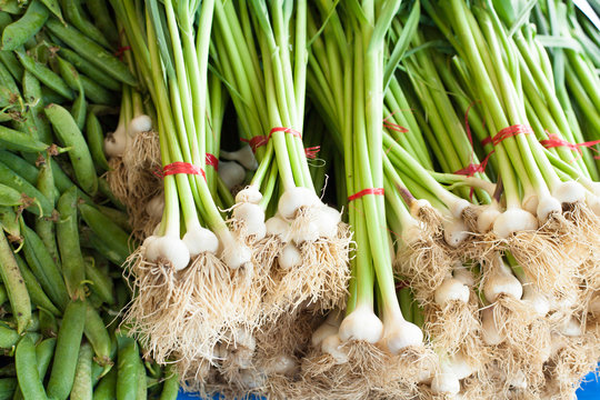 oignons nouveaux en botte