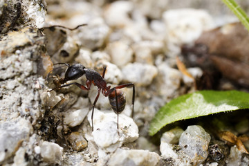 Ant