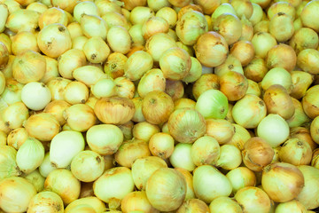 oignons jeunes et frais sur le marché