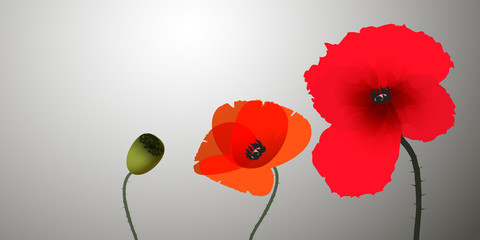 Fototapeta na wymiar Three poppies on grey background