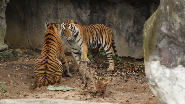 Two Siberian Tigers in fight with each other