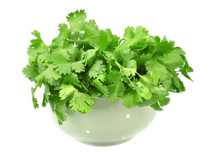 Coriander