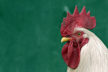 il gallo, il re del pollaio © Mik76