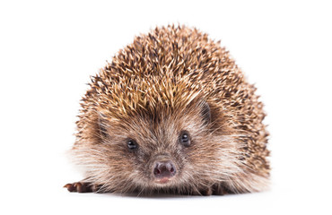 wild hedgehog isolated on white