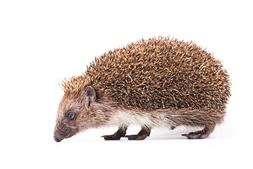 Obraz premium wild hedgehog isolated on white