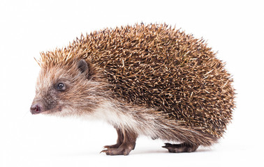 wild hedgehog isolated on white