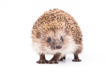 wild hedgehog isolated on white