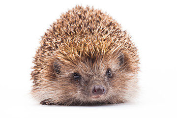 Fototapeta premium wild hedgehog isolated on white