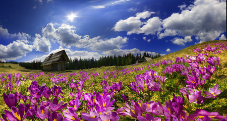 Fototapeta premium Crocuses in the mountains