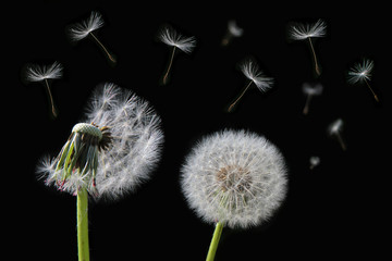 Dandelion flower and flying seeds on a black background