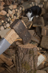 Holz hacken mit Axt und Katze schaut zu