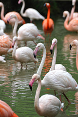 フラミンゴの集団