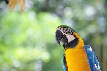 ルリコンゴウインコ