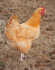 Golden hen