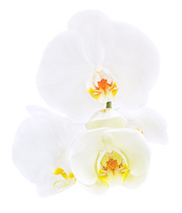 Naklejka na ściany i meble White orchid on a white background