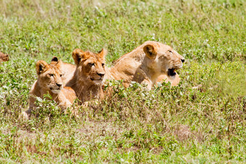 female lion with two cubs