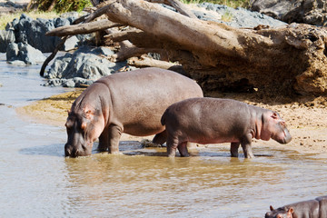 Mom & young hippo