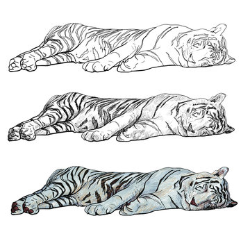 The vector of sleeping white tiger.