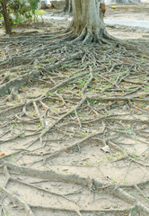 Tropical tree root