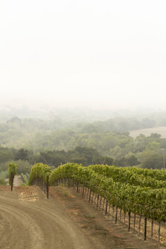 Vineyard Rows