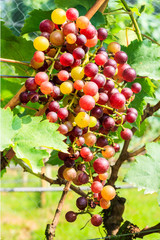 Bunch of grapes in a vineyard