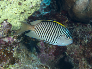 Fototapeta na wymiar Zebra angelfish