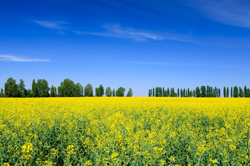 Obraz premium Rapeseed field