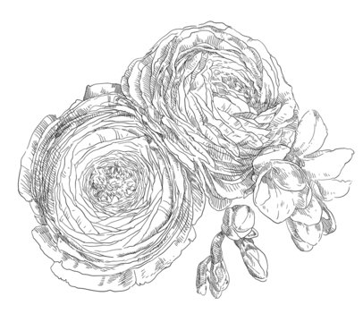 Hand Drawing Ranunculus Flower Blossom