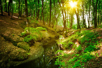 Fototapeta premium Forest river