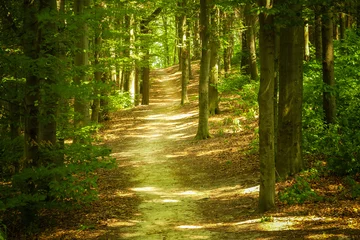 Photo sur Plexiglas Automne Paysage forestier