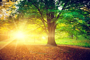 Foto auf Acrylglas Herbst Beautiful park