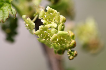Flowers and leaves of a flowering currant. Yellow flowering currant blossom. Ribes sanguineum. Close up with macro focus.
