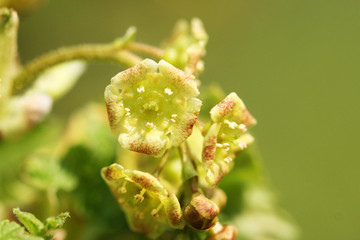 Flowers and leaves of a flowering currant. Yellow flowering currant blossom. Ribes sanguineum. Close up with macro focus.