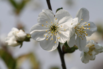 Spring, cherry-tree flowers bloom on the branches, macro photography in nature.