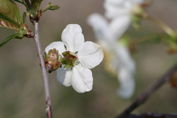 Spring, cherry-tree flowers bloom on the branches, macro photography in nature.