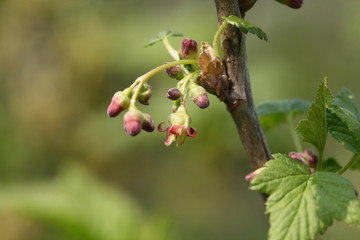 Flowers and leaves of a flowering currant. Red flowering currant blossom. Ribes sanguineum. Close up with macro focus.