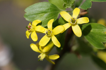 Yellow flowers in the spring. Green leaves. Tree with blossom. 