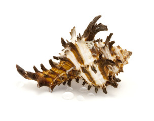 Shell on white background with water drops