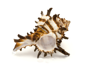 Shell on white background with water drops