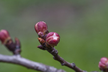 Apricot flower buds, opening buds, spring, close-up photo, nature.