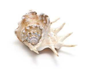Shell on white background