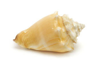 Shell on white background with water drops